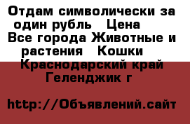 Отдам символически за один рубль › Цена ­ 1 - Все города Животные и растения » Кошки   . Краснодарский край,Геленджик г.